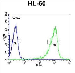 Polyclonal Rabbit anti-Human CAPZA1 / CAPZ Alpha 1 Antibody (aa1-30, IF, WB)