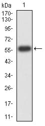 ATG14 Antibody (clone 1F7C10)