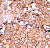 RAD9A / RAD9 Antibody (phospho-Ser328)
