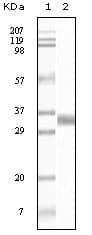 TGFB1 / TGF Beta 1 Antibody (clone 4F9C10)