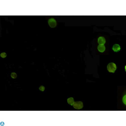 AMACR / P504S Antibody