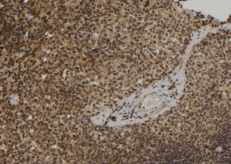 ELOF1 Antibody