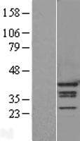 HNRPA1 / HnRNP A1 Protein (Over-Expression Lysate Myc-DDK (Flag))