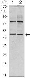CTG-B45d / THAP11 Antibody (clone 3F3)