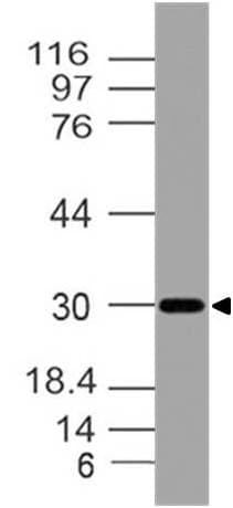 TMBIM6 / Bax Inhibitor 1 Antibody