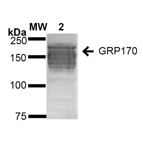 HYOU1 / ORP150 Antibody (clone 6G7-2H5, PerCP)
