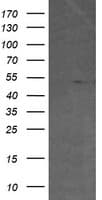 ETS2 Antibody (aa90-349, clone OTI2A3, Carrier-free)