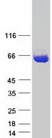 Human ST13 Protein (Recombinant Myc-DDK (Flag))