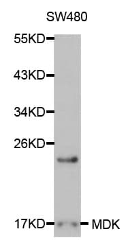 IHC-plus™ MDK / Midkine Antibody