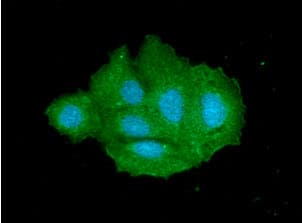 IHC-plus™ Monoclonal Mouse anti-Human SULT2A1 / Sulfotransferase 2A1 Antibody (clone AT13E10, IHC, IF, WB)