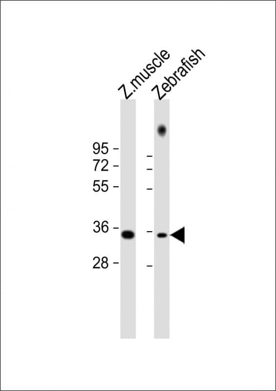 PAX9 Antibody (N-Terminus)
