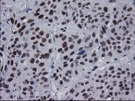 MYD88 Antibody (clone OTI1B8)