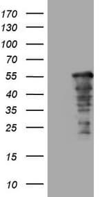 SAMSN1 Antibody (aa1-250, clone OTI7C12)