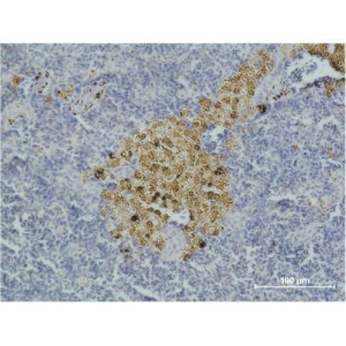 CASP8 / Caspase 8 Antibody (clone 2G12)