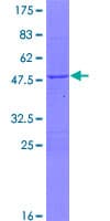 Human DNAJC2 / ZRF1 Protein (Recombinant GST)