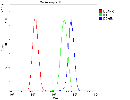 DDX58 / RIG-1 / RIG-I Antibody