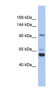 PathPlus™ TRPM8 Antibody (aa251-300)