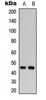 WWOX Antibody (N-Terminus)