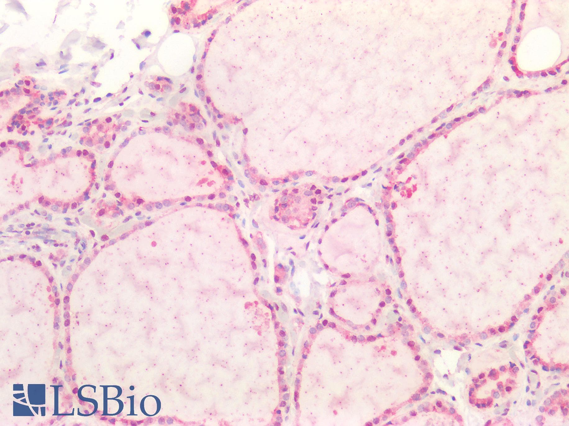 IHC-plus™ Polyclonal Rabbit anti-Human CASP9 / Caspase 9 Antibody (Cleaved Asp353, IHC, IF, WB)