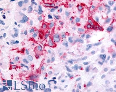 PathPlus™ GPR35 Antibody (C-Terminus)