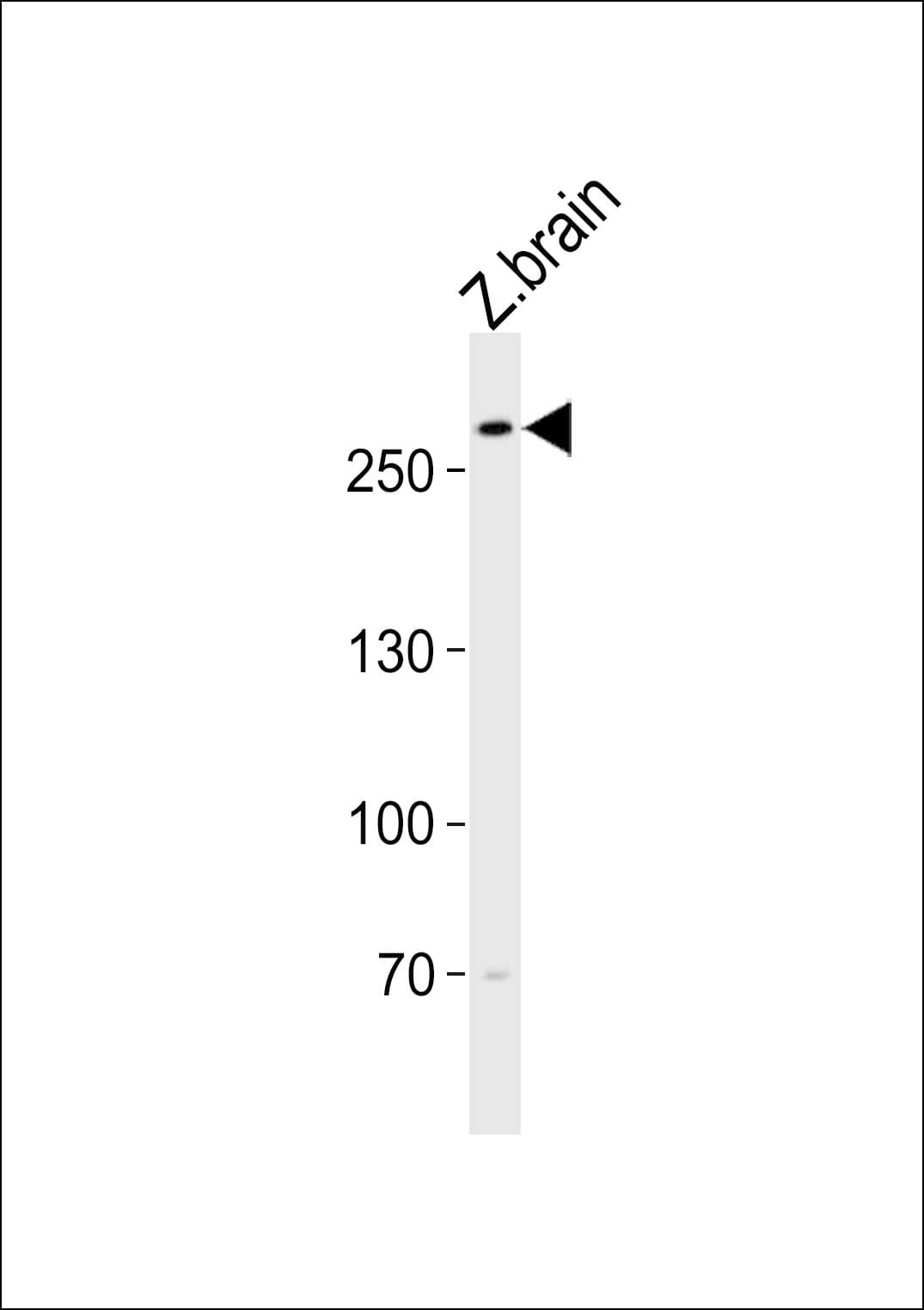 Polyclonal Rabbit anti-Zebrafish TRIO Antibody (aa2310-2344, WB)