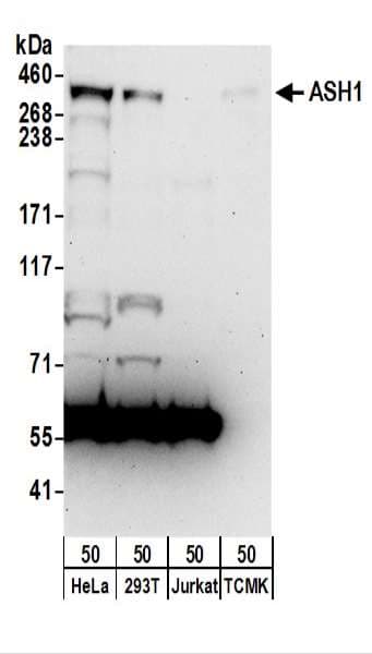 IHC-plus™ ASH1L / ASH1 Antibody (aa2919-2969)