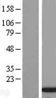 INIP / C9orf80 Protein (Over-Expression Lysate Myc-DDK (Flag))