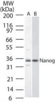 NANOG Antibody (aa1-50)