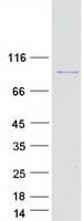 Human LRSAM1 Protein (Recombinant Myc-DDK (Flag))