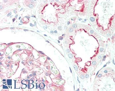 IHC-plus™ RASSF7 Antibody (aa326-354)