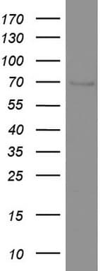 CD68 Antibody (aa22-319, clone UMAB150)