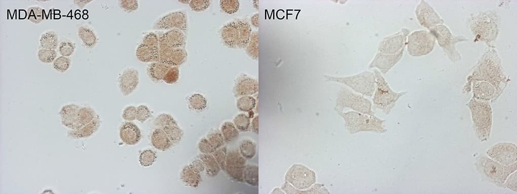 p16INK4a / CDKN2A Antibody (clone OTI2C5, Carrier-free)