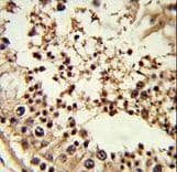 TBP / GTF2D Antibody (aa210-239)
