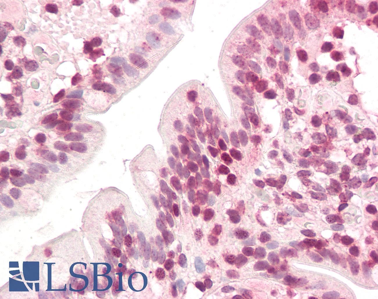 IHC-plus™ ZIC5 Antibody (aa651-663)