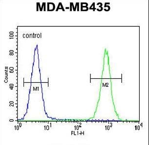 CAMSAP1 Antibody (aa34-62)