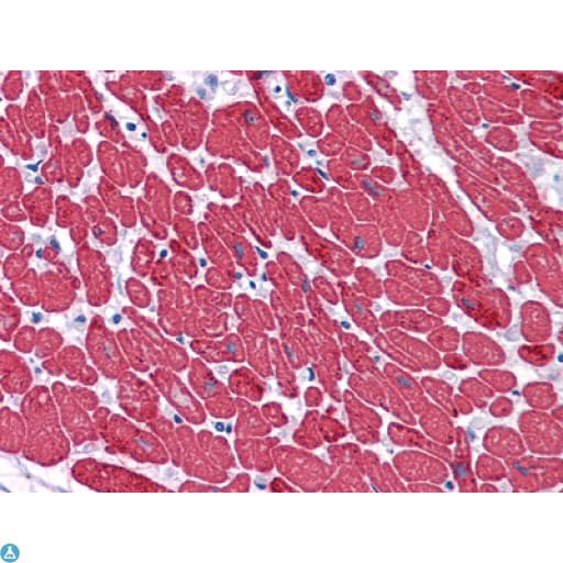 MYL3 Antibody