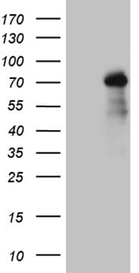 ZNF264 Antibody (clone OTI8F4, Carrier-free)