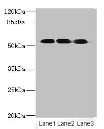 FZR1 Antibody (aa1-493)
