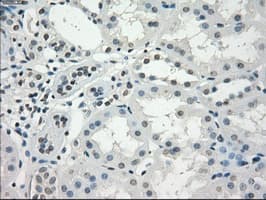 GBP2 Antibody (clone OTI4H2)