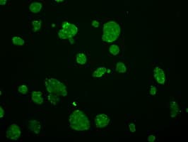 GRIPAP1 / GRASP1 Antibody (clone OTI1E3, Carrier-free)