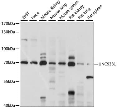 UNC93B / UNC93B1 Antibody