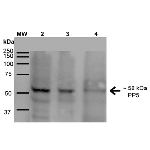 PPP5C Antibody (clone 2E11, APC)