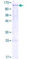 Human MAGED2 Protein (Recombinant GST)