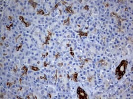 Monoclonal Mouse anti-Human BNIP1 Antibody (clone OTI2B3, aa1-199, IHC, WB)