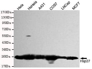 HSPB1 / HSP27 Antibody
