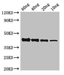 AKAP9 / YOTIAO Antibody
