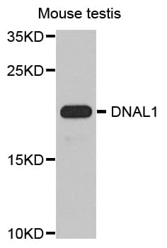 DNAL1 Antibody