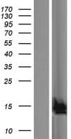 Human C19orf25 Protein (Over-Expression Lysate Myc-DDK (Flag))