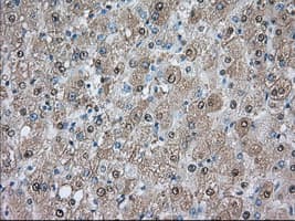 PDE4A / PDE4 Antibody (clone OTI6B6)
