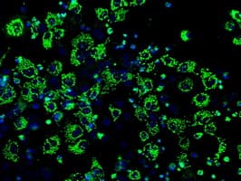 IDH3A Antibody (clone OTI2F11)